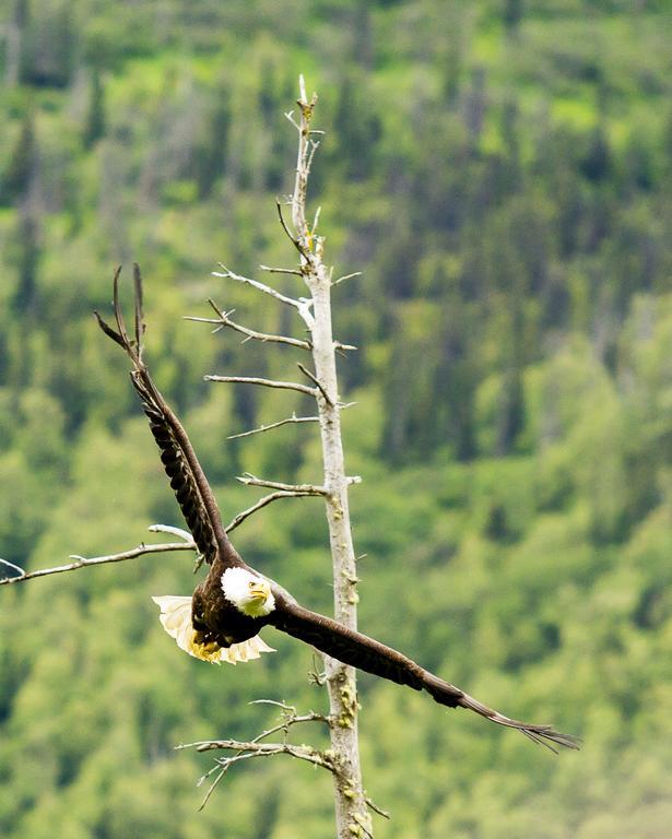 Eagle Peak Guesthouse Eagle River Екстериор снимка